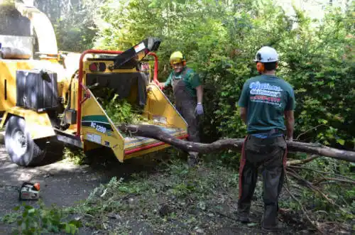 tree services Manly